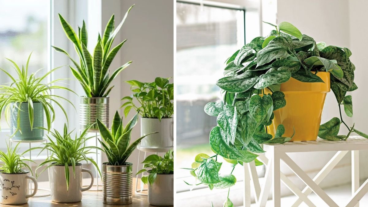 7 Houseplants That Struggle in Direct Window Light (and Where to Keep Them Instead)