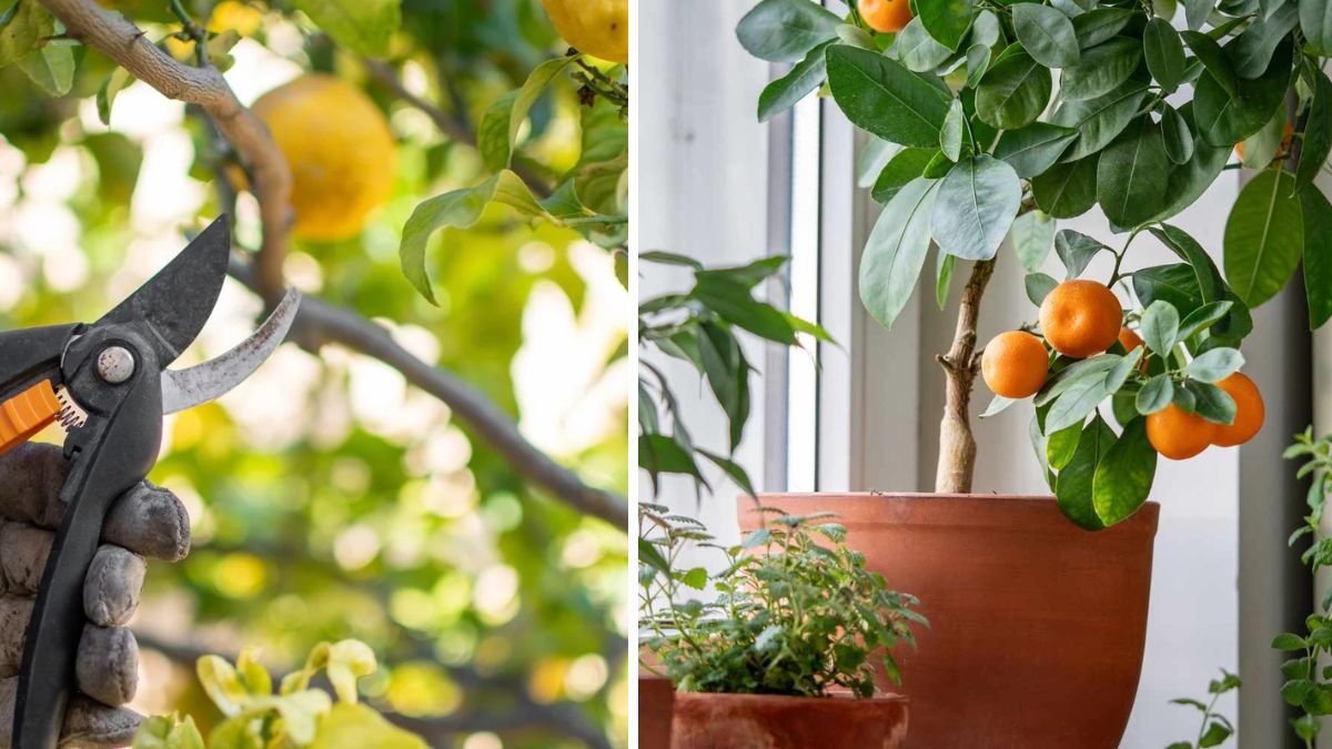 How to Prune Indoor Citrus Trees the Right Way for Better Fruit