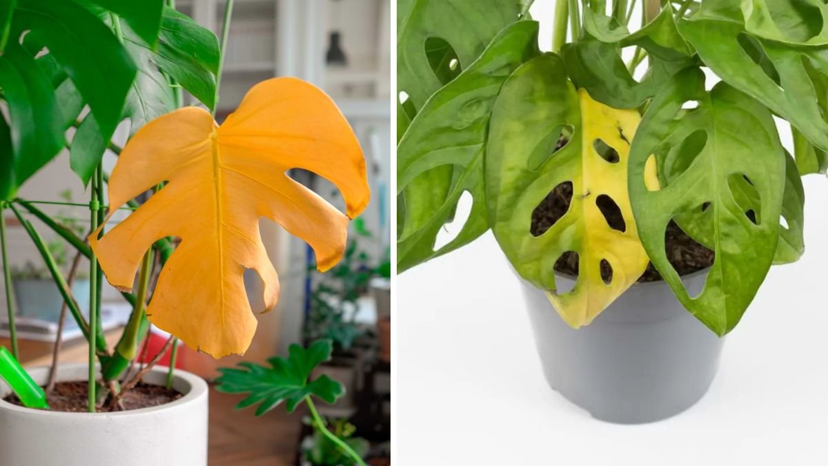 10 Reasons Why Your Monstera’s Leaves Are Turning Yellow (And How to Fix It)