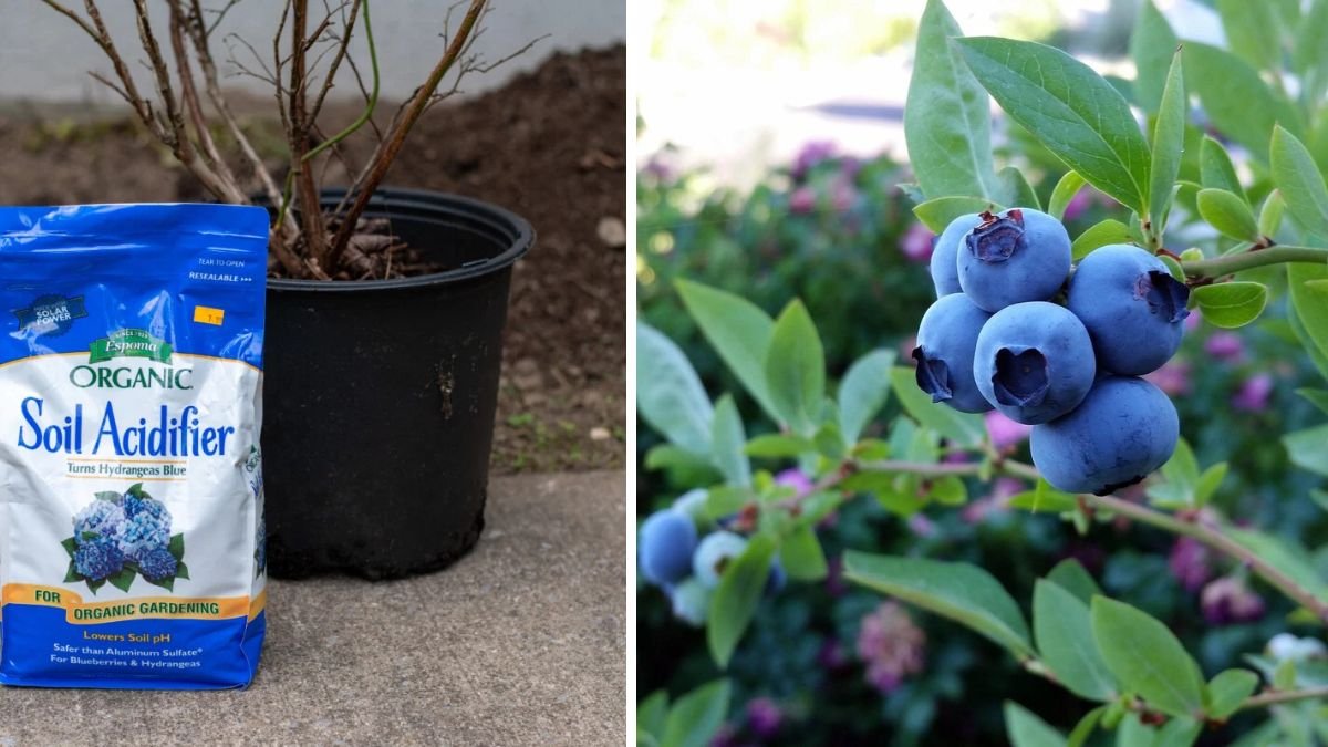Growing Blueberry Plants: Tips for Max Yield & How to Acidify Soil (Vaccinium spp.)