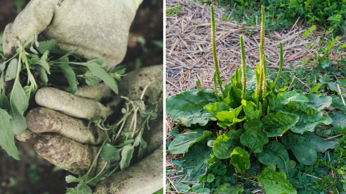 What Weeds Are Really Trying to Tell You About Your Soil