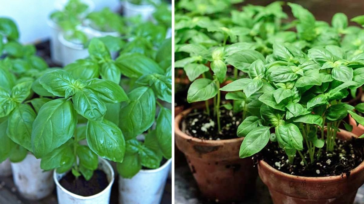 Experts Reveal Their Tips to Grow Basil From Cuttings – You Can Even Regrow Store-Bought Herbs