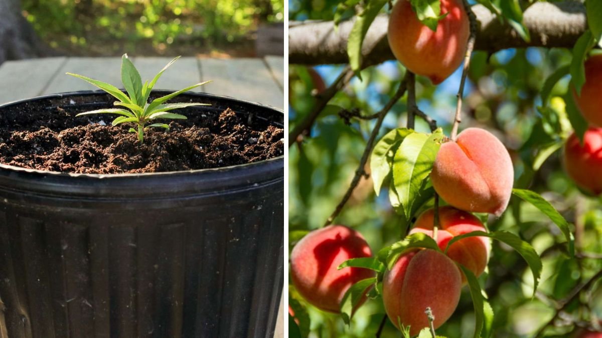 From Seed to Sapling: Peach Tree Growing From Seed Time Lapse (128 Days)