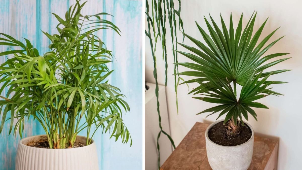 Experts Always Recommend These 10 Palm Plants for a Tropical-Inspired Touch