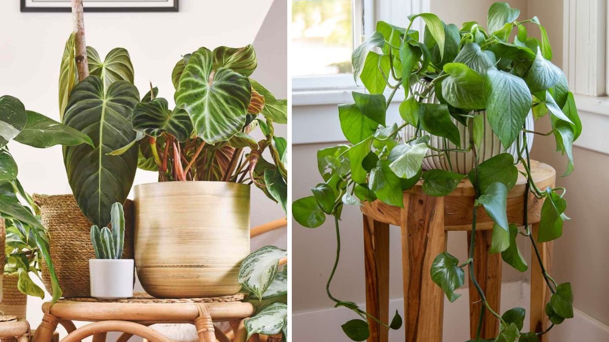 7 Signs Your Pothos Plants Are Struggling And How To Save Them