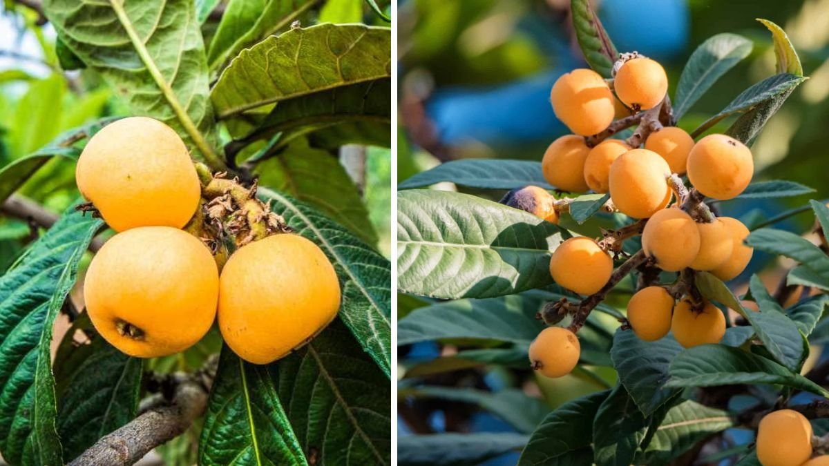 How and When to Prune a Loquat Tree for a Bumper Harvest of Sweet Fruits