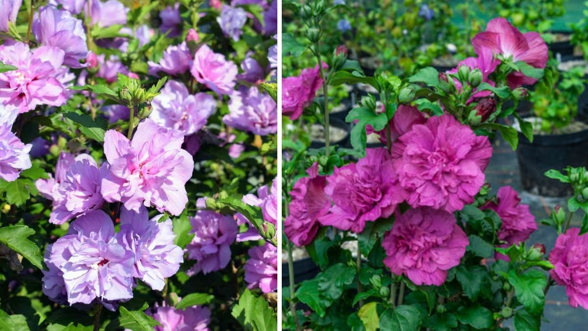 Rose of Sharon Pruning Guide: How to Prune Correctly for Maximum Flowers and a Perfect Hedge