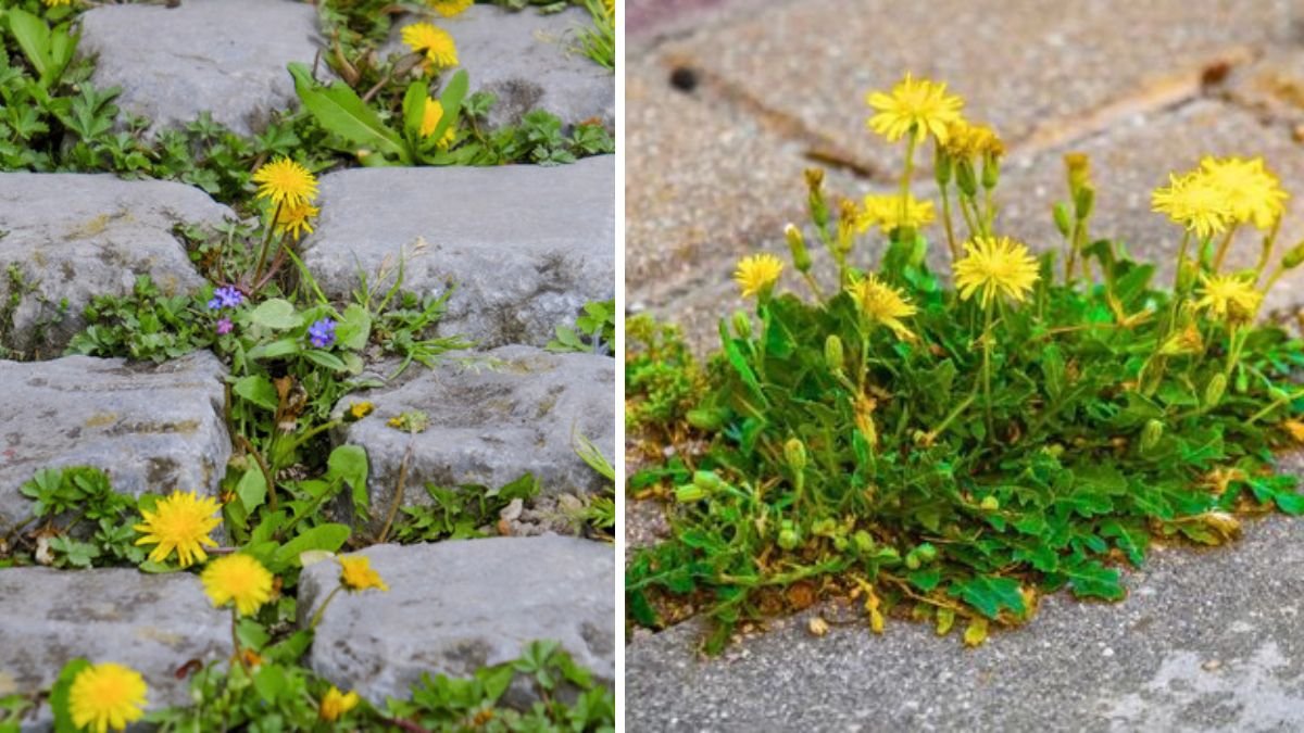 The Easy & Affordable Way to Prevent Weeds from Growing Between Pavers