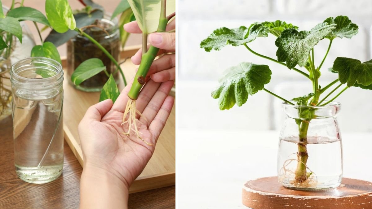 12 Plants You Can Start with One Cutting and Simple Water Propagation