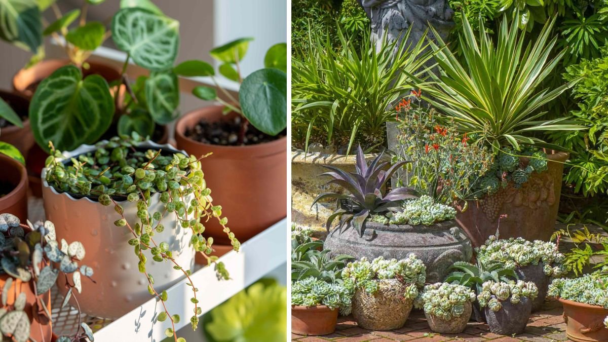 Pot or Planter? Garden Pros Break Down the Difference