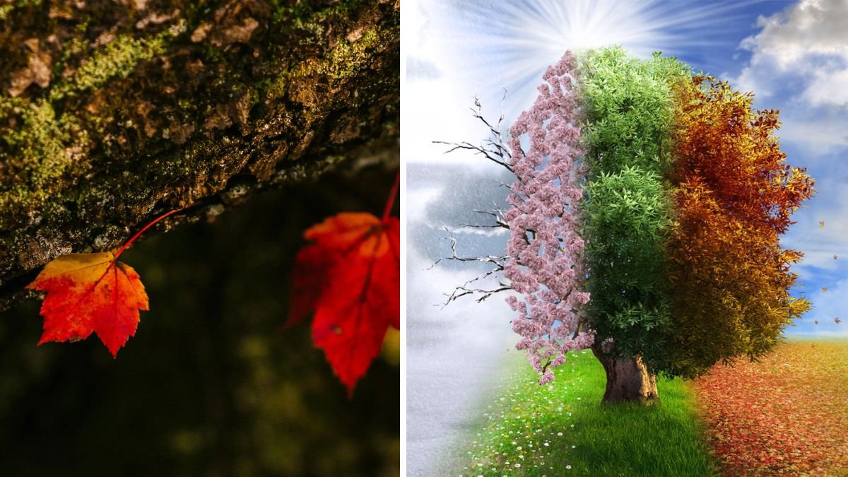 18 Examples of Seasonal Adaptation in Plants