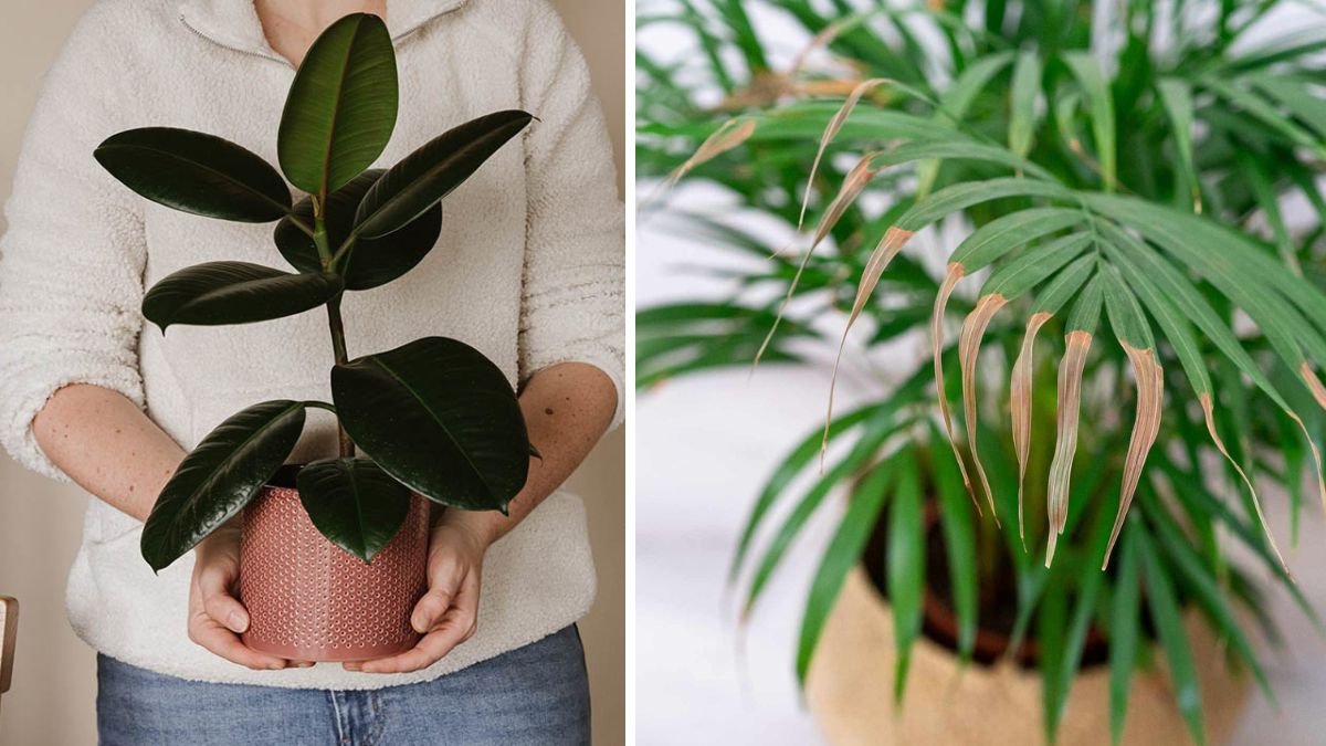 Why These 10 Popular Plants Are Probably Wrong for Your Home