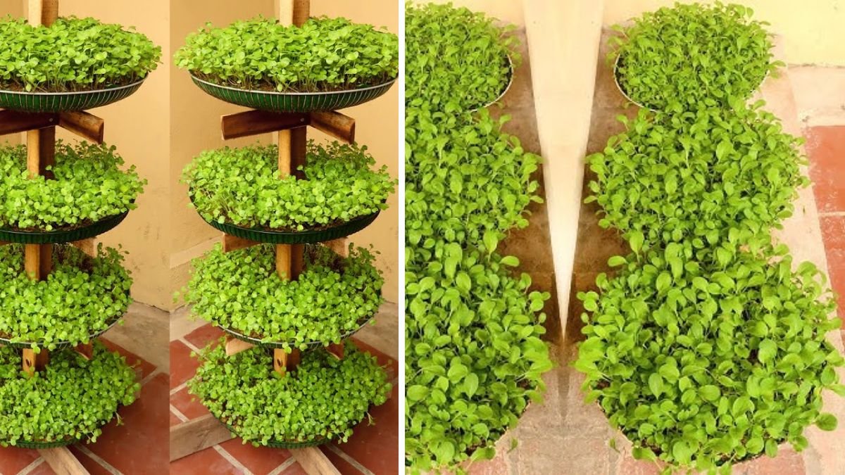 Brilliant Idea: Recycling Fan Cages to Grow Vegetables at Home