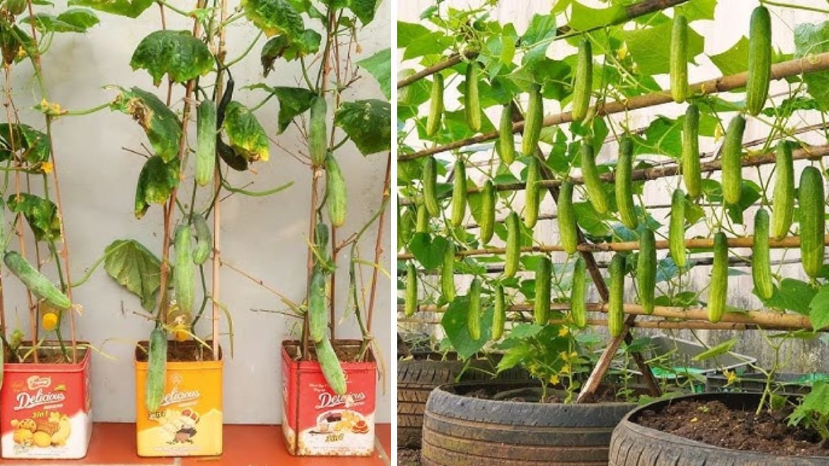 Amazing Idea: How to Grow Cucumbers at Home Easily and Abundantly with