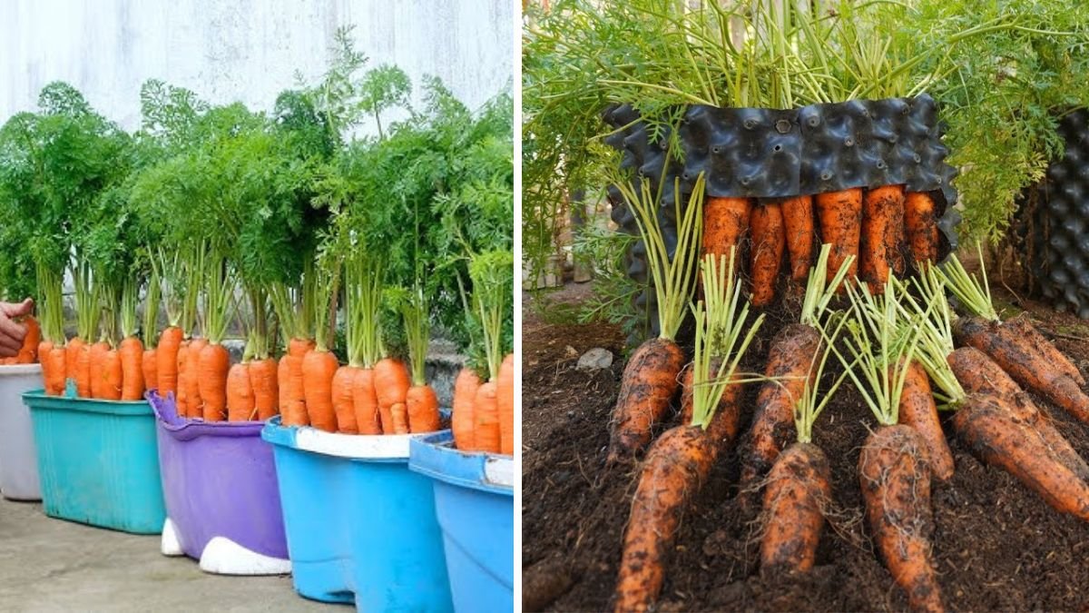 Brilliant Idea: How to Grow Carrots at Home to Produce Many Bulbs with