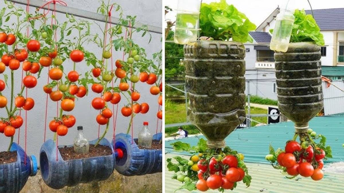 Amazing Hanging Garden Ideas: How to Grow Tomato at Home Successfully