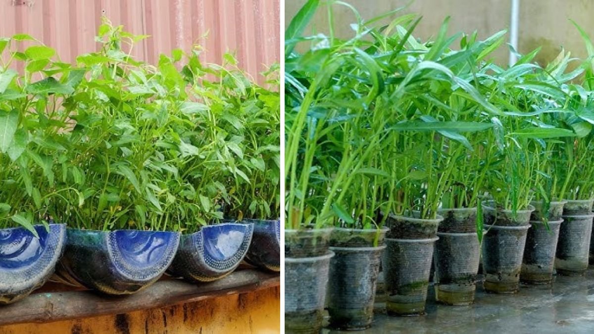 Brilliant Idea | Growing Water Spinach at Home – Easiest and Fastest Method for Fresh Greens