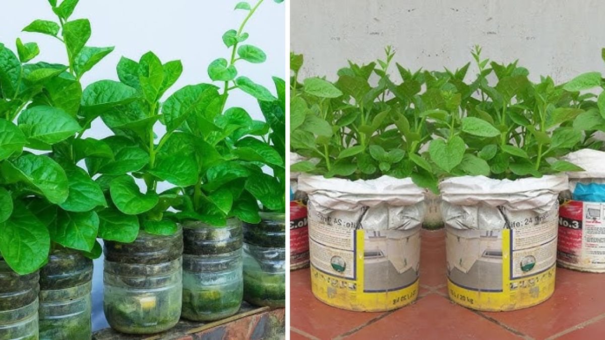 Great Ideas | How to Grow Malabar Spinach at Home for Small Spaces