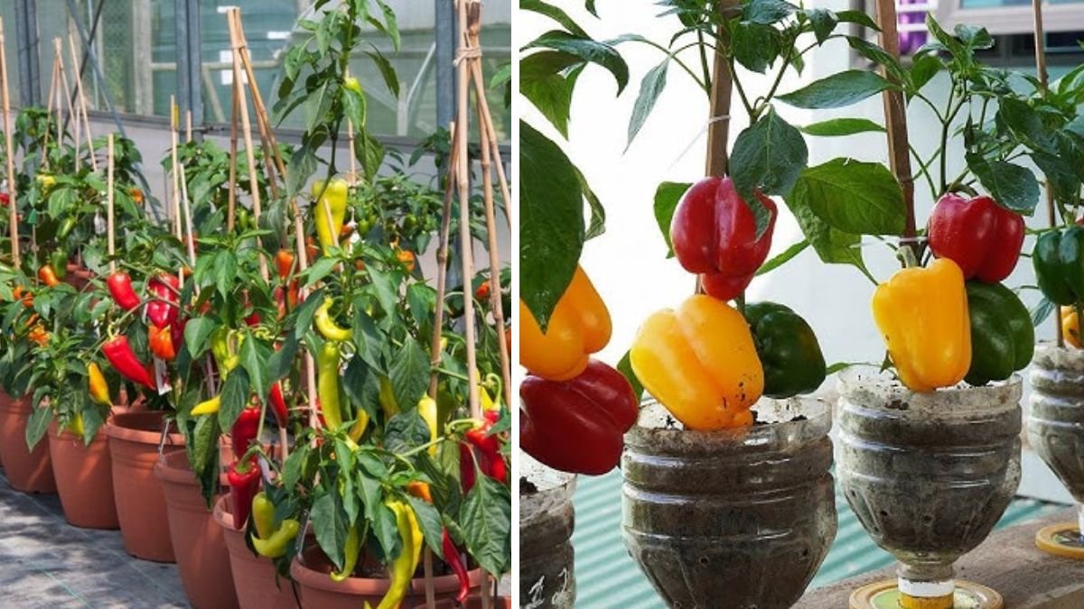 Grow Sweet Success at Home: Amazing Ideas for Growing Sweet Peppers Easily and Fruitfully
