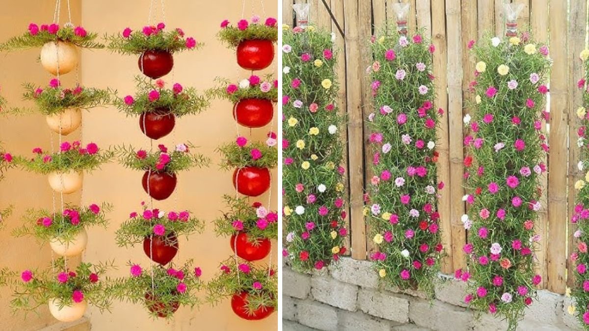 Amazing Moss Rose Hanging Garden: Best Ideas for Small Garden Spaces