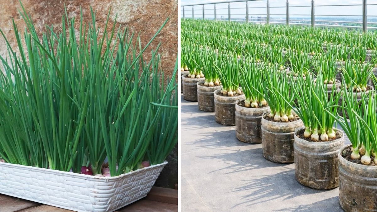 Amazing Ideas: How to Grow Green Onions at Home from Recycling with