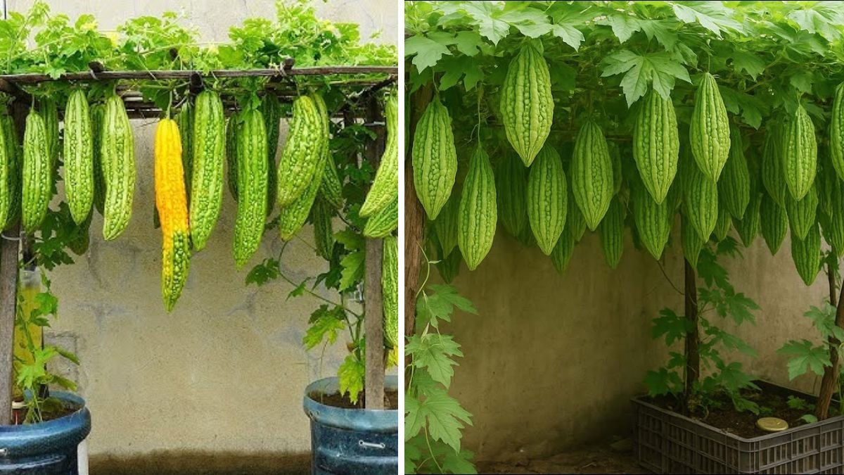 Amazing Idea: How to Grow Bitter Melon with Many Fruits, Large and Long Fruits at Home