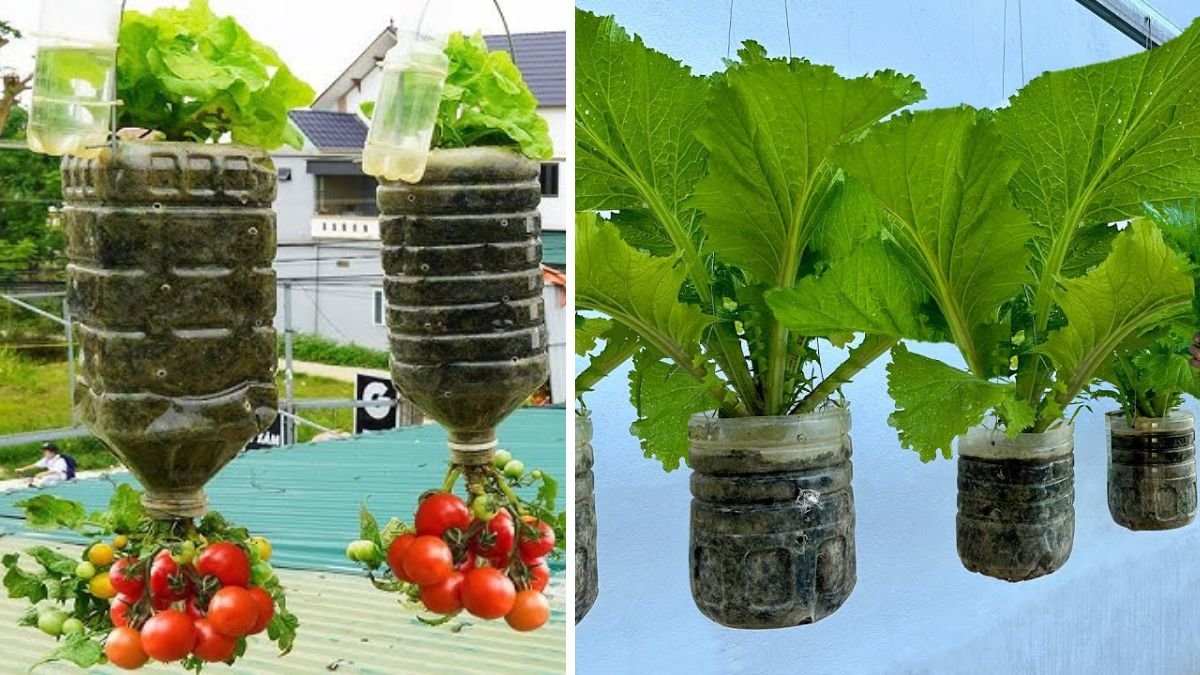 Amazing Idea | DIY Hanging Garden Growing Vegetables at Home: Space-Smart Guide for Fresh Food