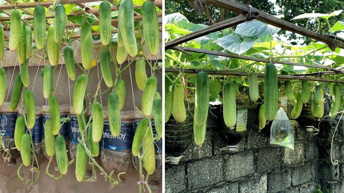 How to Easily Grow Cucumbers in a Hanging Garden