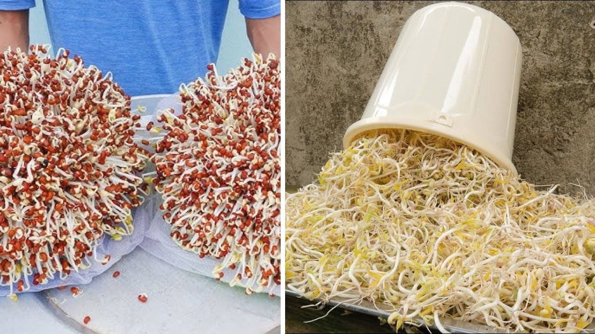 Discovering a New Way to Grow Bean Sprouts at Home Is Both Quick and Easy