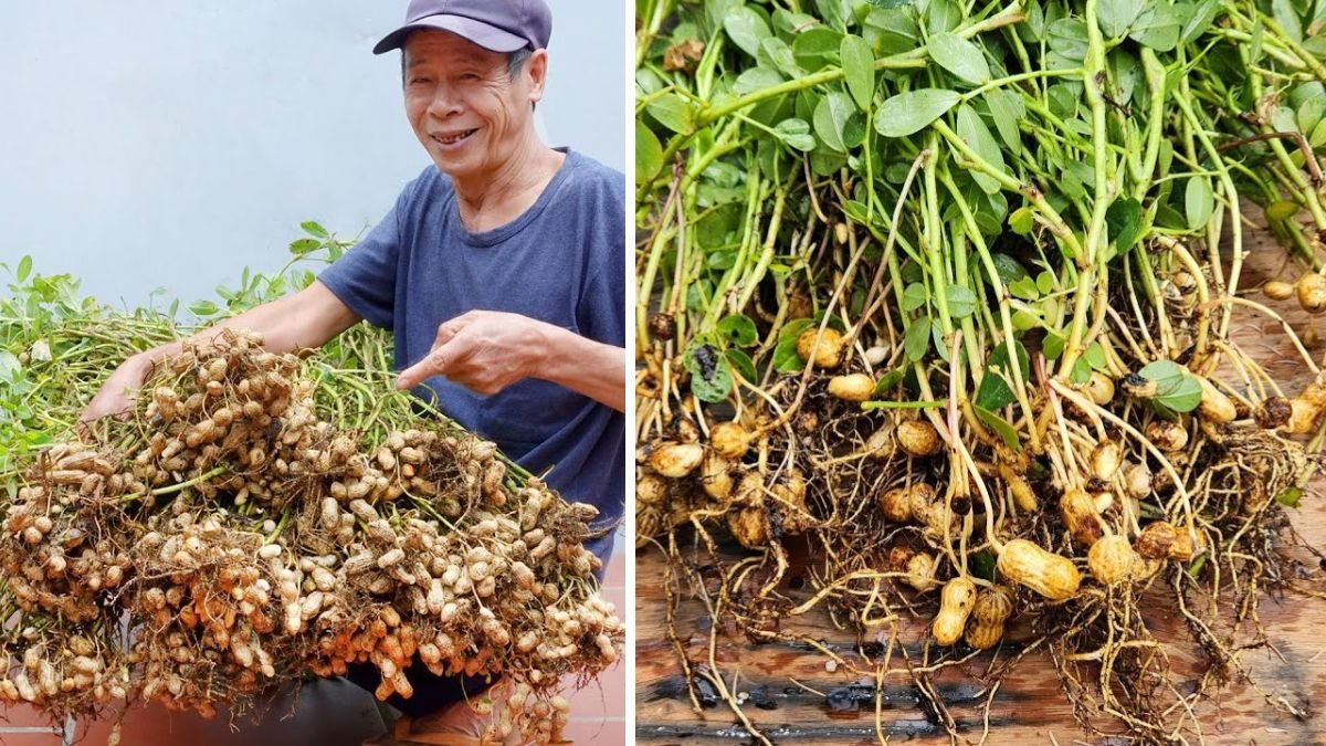 Brilliant Idea: How to Grow Peanuts at Home Easily for Beginners (2026 Guide)