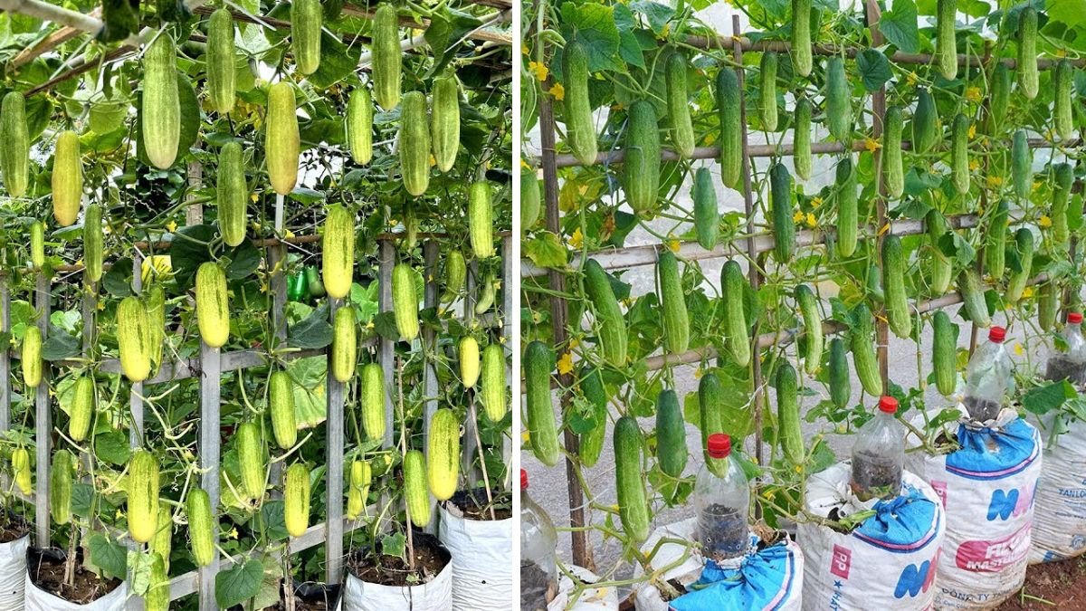 How to Grow Cucumbers at Home That Don’t Take Up Space and Produce Abundantly