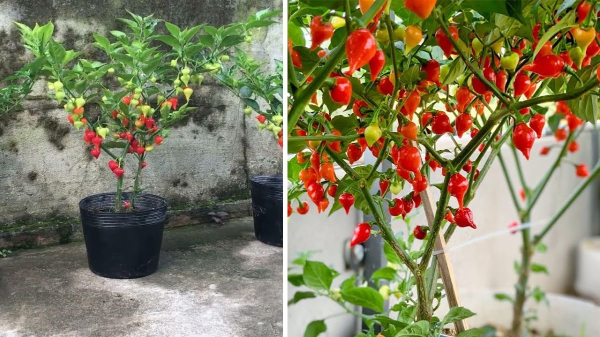 How to Grow Beautiful Heart-Shaped Peppers and Produce a Lot of Fruit