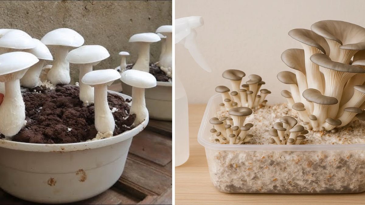 How to Grow Mushrooms at Home for Continuous Harvest