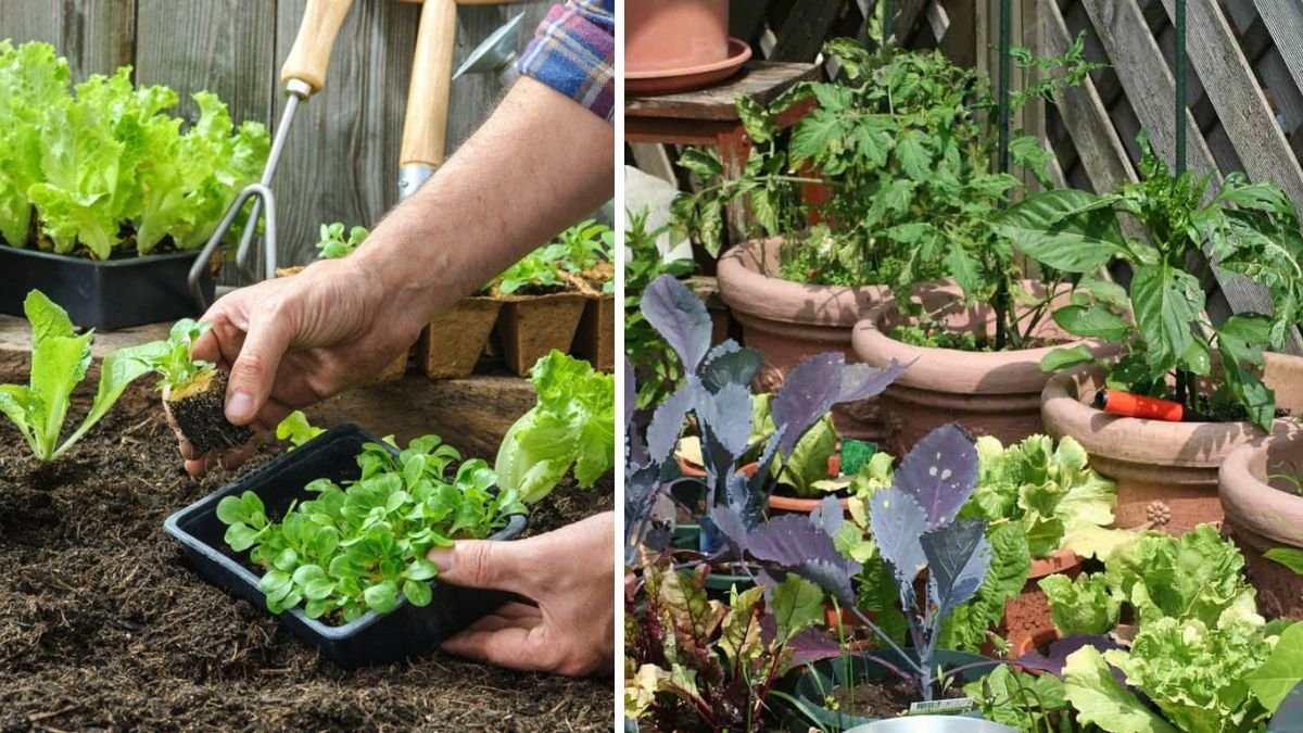 How to Grow Vegetables at Home Without a Garden: A Beginner’s Guide