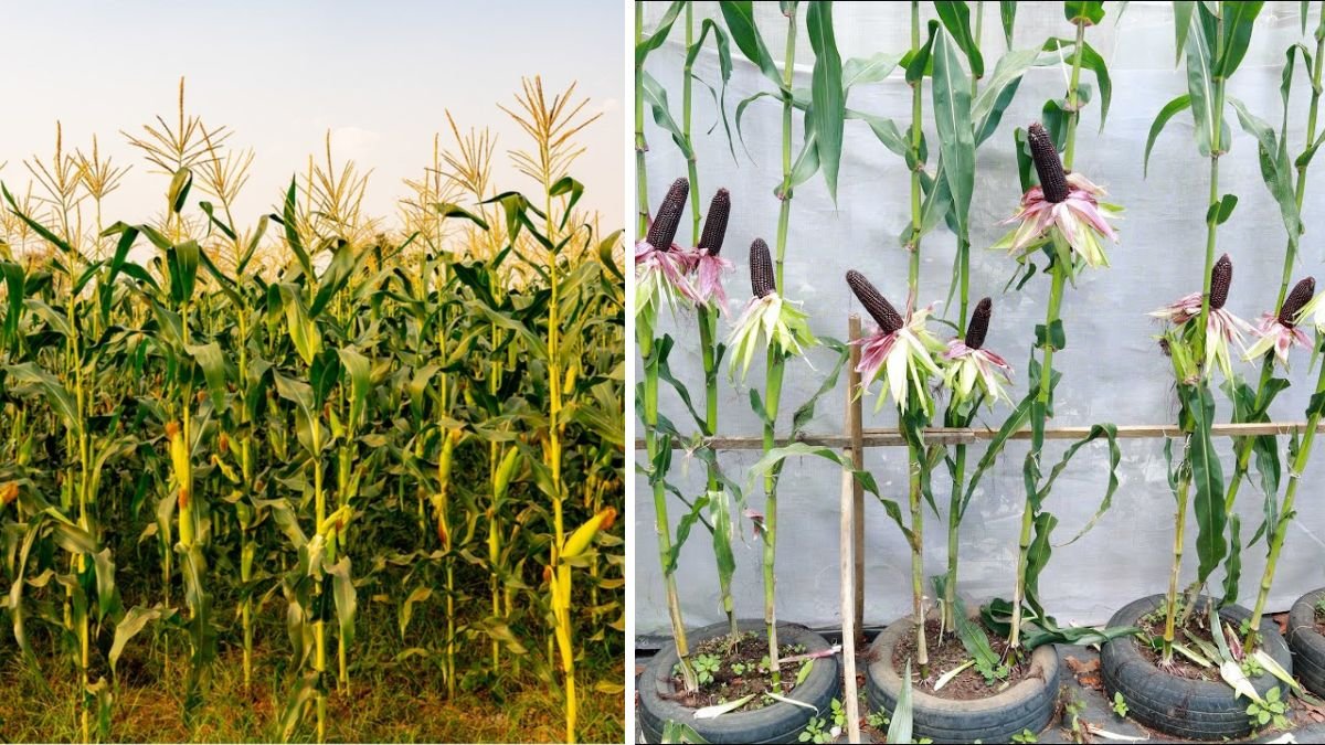 How to Grow Queen Corn on the Balcony | Dark & Specialty Black Corn