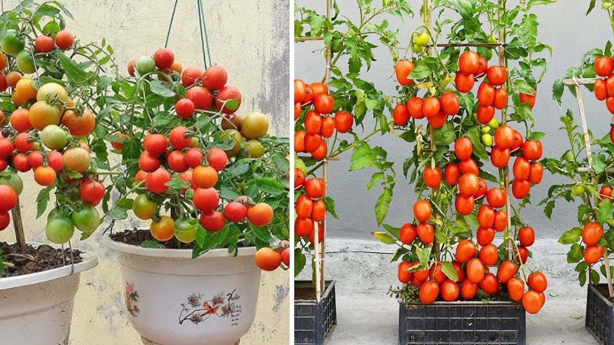 Grow Tomatoes at Home With TEO: Lots of Fruit From Just a Few Plants