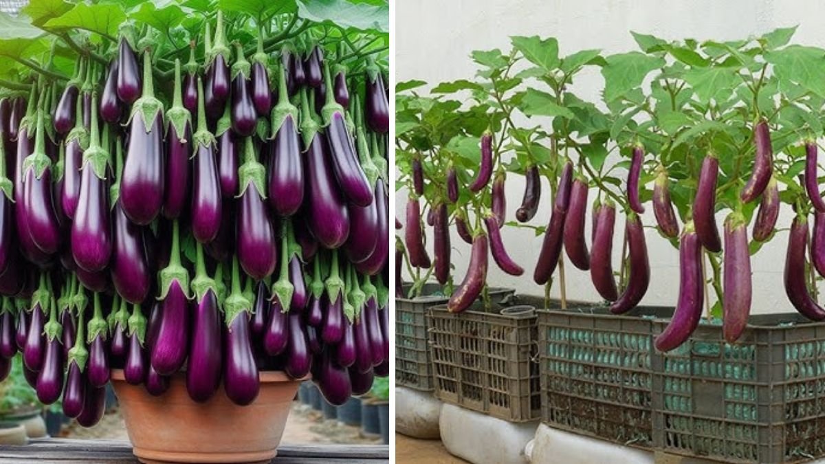 Amazing Ideas and Unique Ways to Grow Eggplant at Home