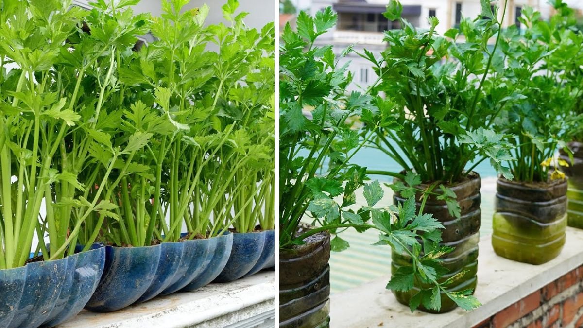Growing Celery on the Balcony: Easy Tips for Continuous Harvest in 2026