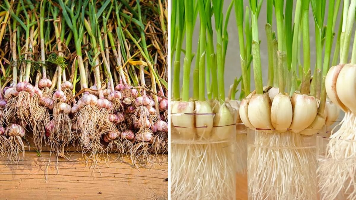 Easy Ways to Grow and Harvest Garlic Bulbs at Home – Proven Tips for Beginners