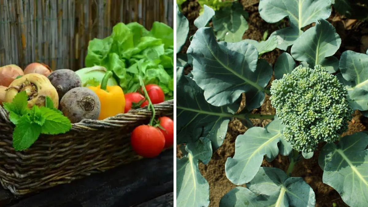 The Best Vegetables I Have Ever Eaten Grow Super Delicious at Home