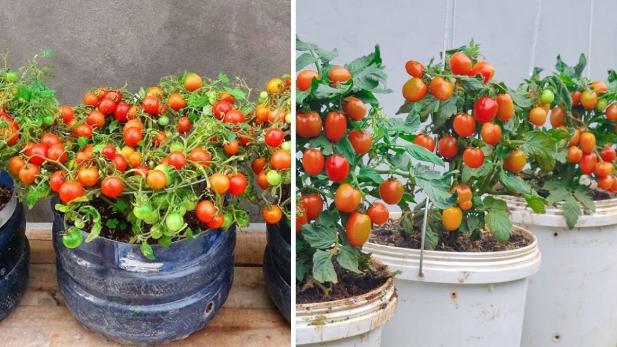 How to Grow Many Fruits of Very Delicious Cherry Tomatoes at Home