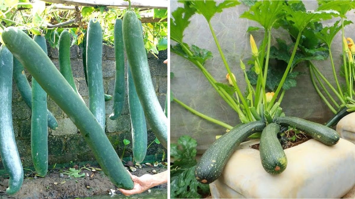 Try Growing Long Squash at Home — You Won’t Believe How Many Fruits It Can Produce!