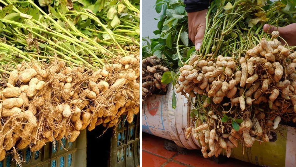 Grow Black Peanuts at Home: Super Delicious & Nutritious Specialty