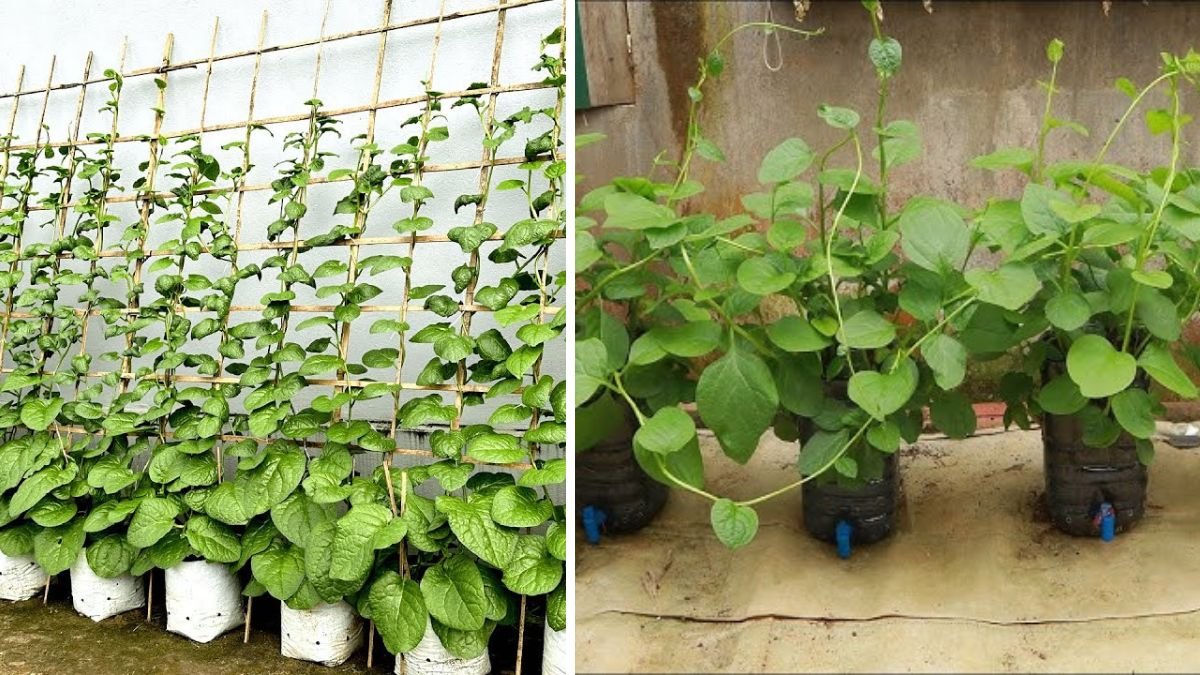 Grow Delicious Fresh Vegetables at Home — Modern Tips, TEO Gardening, and Expert Insights