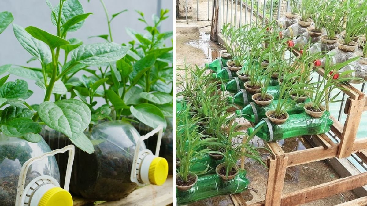 Grow Water Spinach Fast in a Plastic Cup — Minimal Watering Needed