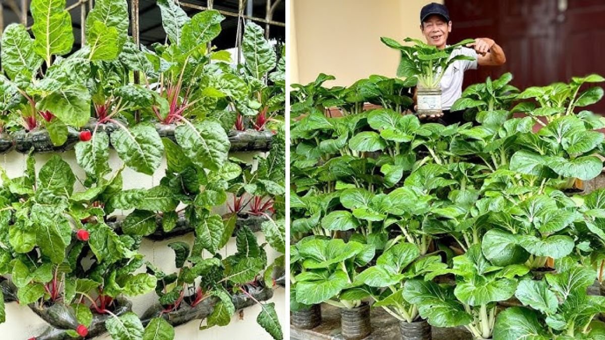 No Garden? Turn Your Wall into a Delicious Vegetable Garden