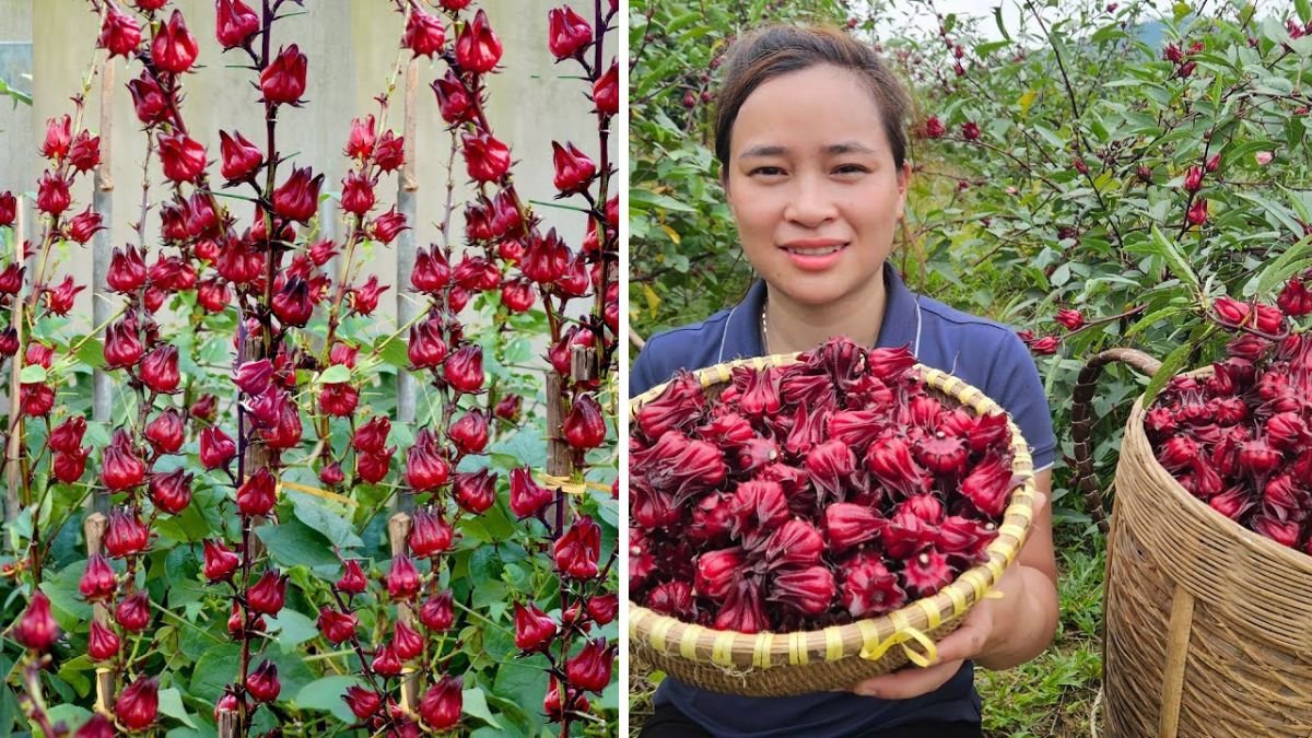 Growing and Harvesting Red Atiso at Home: A Complete Guide to Its Uses and Benefits