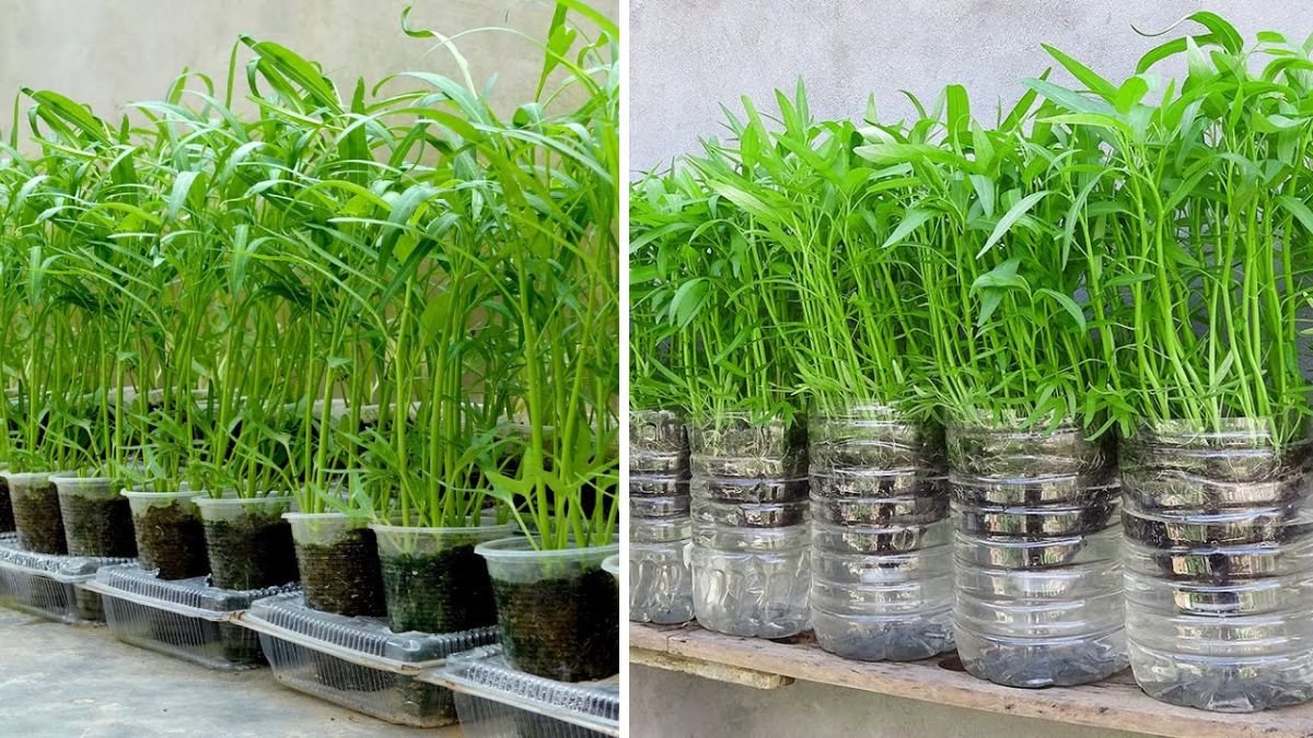 No Need for a Garden — How Growing Water Spinach Without Watering Is Easy and Effective