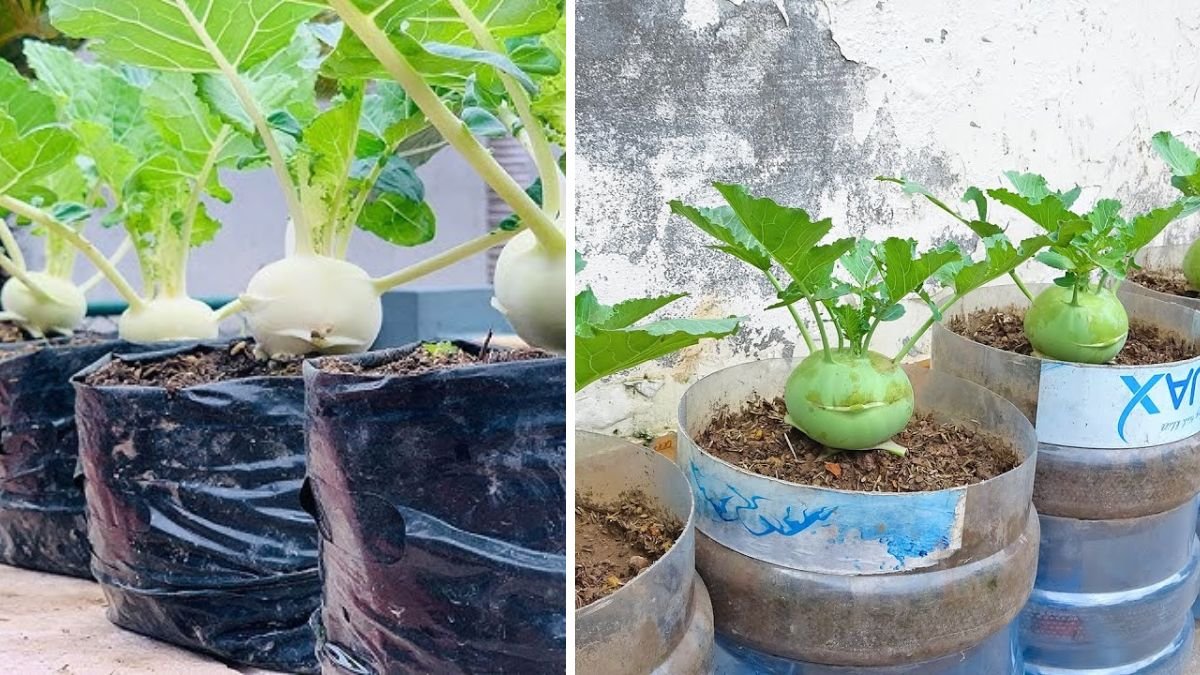 Growing Kohlrabi in a Tiny Plastic Pot – Unbelievable Results in Small Spaces