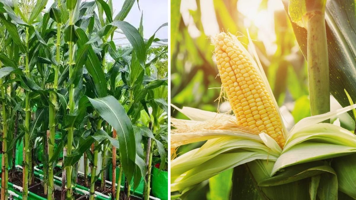 The Easiest Way to Grow Big, Juicy Corn in Sacks at Home